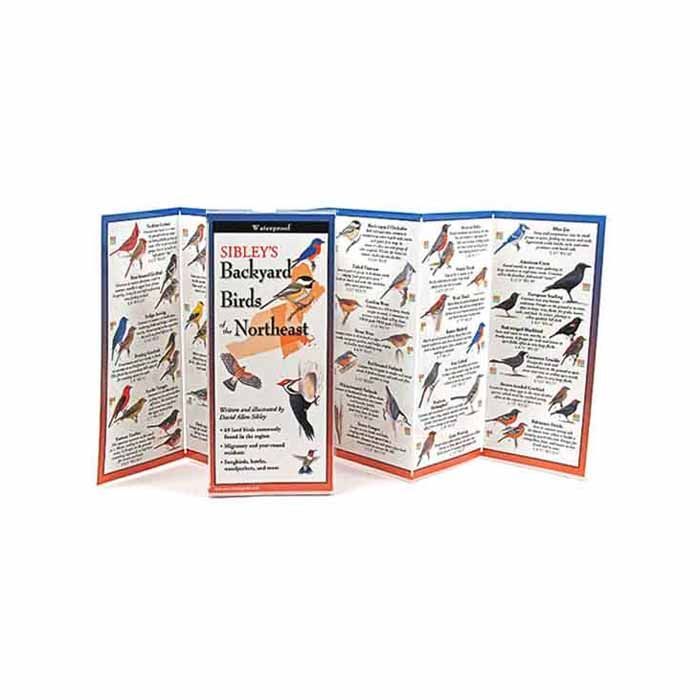 Sibley's Backyard Birds of the Northeast