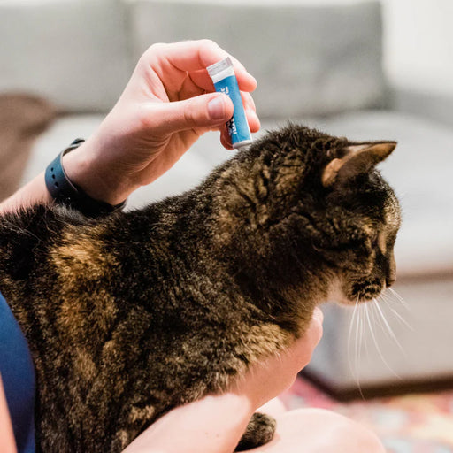 Adorable cat receiving spot on flea and tick treatment from his owner. 