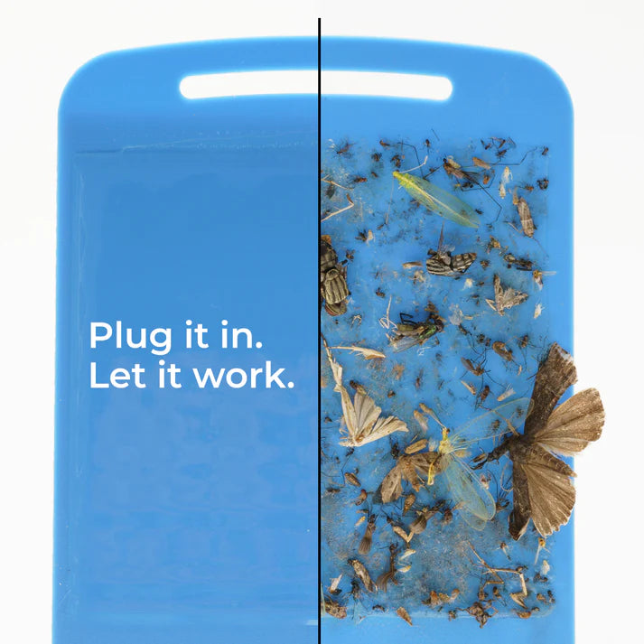 Blue Insect Traps Fly Insect Trap | Blue Clear — Kenco Outfitters