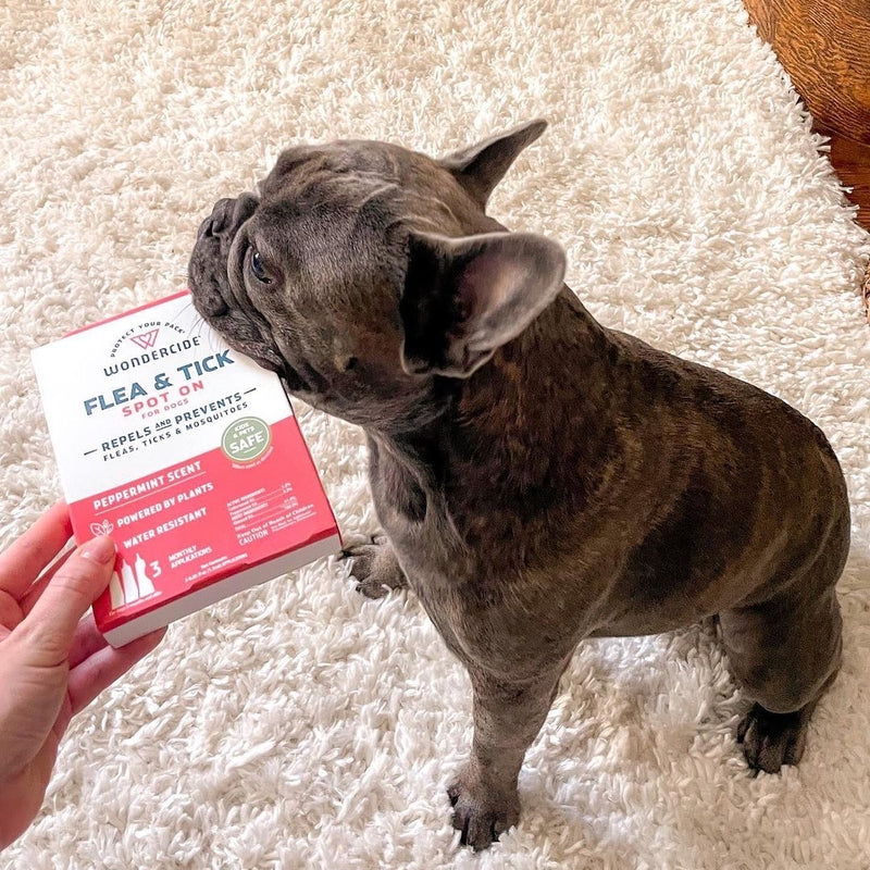 Cute dog next to a box of flea and tick spot on treatment. 