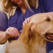 Golden Retriever receiving spot on flea and tick treatment from his owner. 
