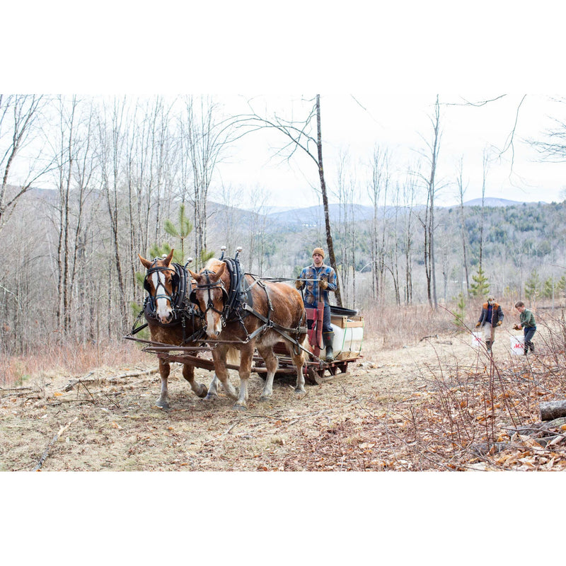 A pair of brown draft horses pull a small trailer along a dirt road in a wooded outdoor setting, with a person standing beside them and two more people visible in the background.