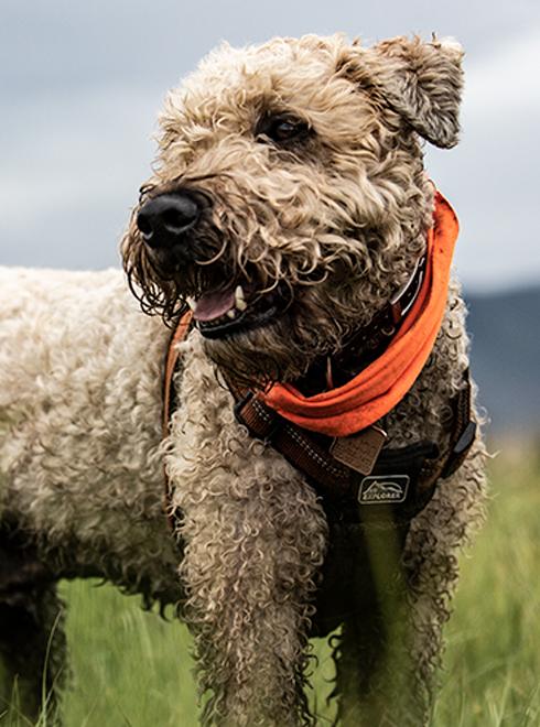 Buff Blaze Orange Dog Neckwear