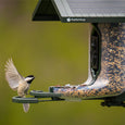 FeatherSnap Scout Bird Feeder and Camera by Tactacam