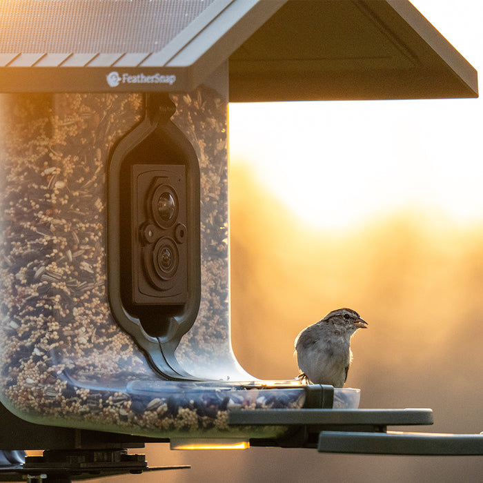 FeatherSnap Scout Bird Feeder and Camera by Tactacam