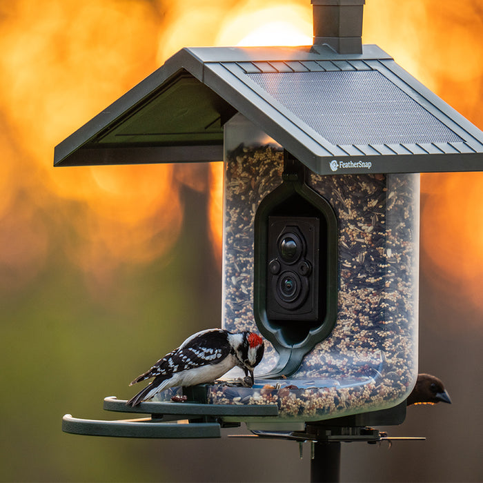 FeatherSnap Scout Bird Feeder and Camera by Tactacam