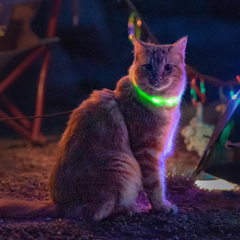 NiteMeow Rechargeable LED Cat Safety Necklace | Disco